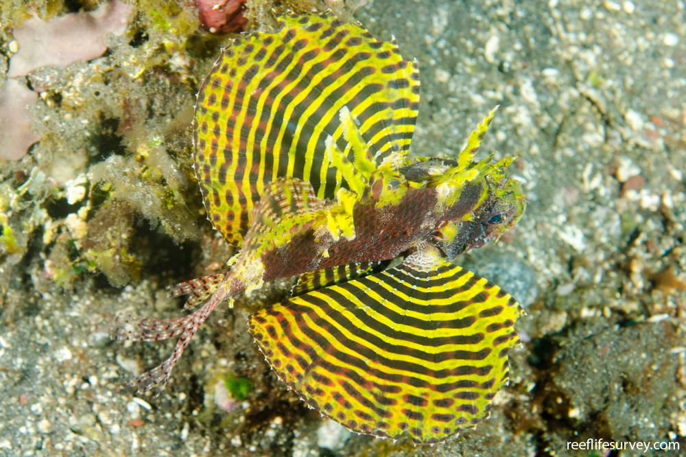 Dendrochirus brachypterus