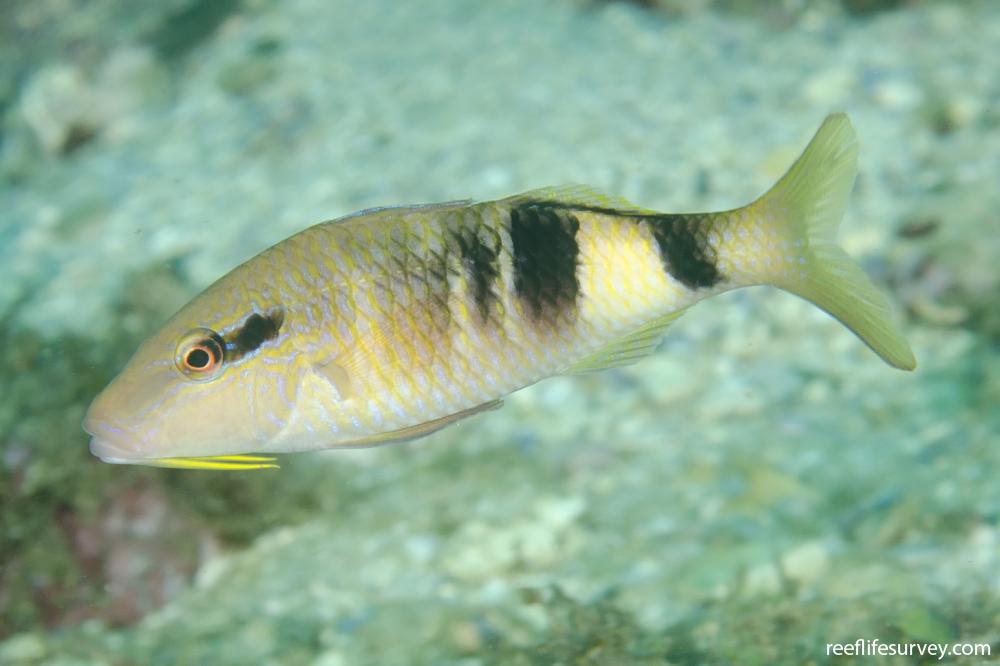 Parupeneus multifasciatus