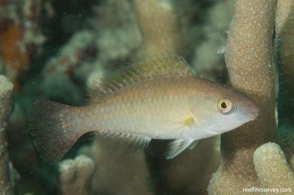 Scarus flavipectoralis