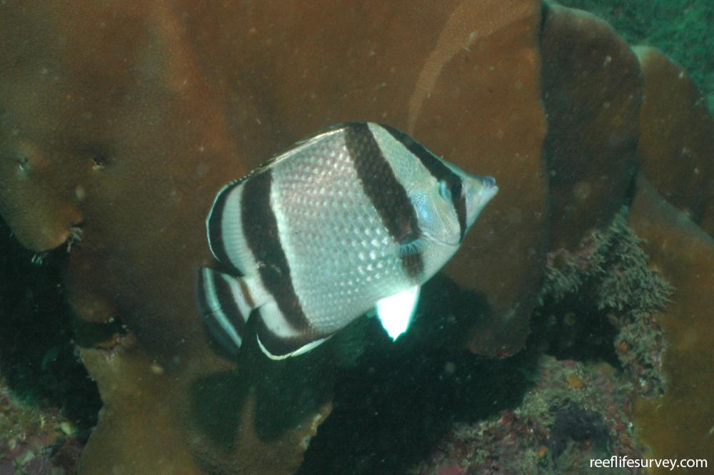 Chaetodon humeralis