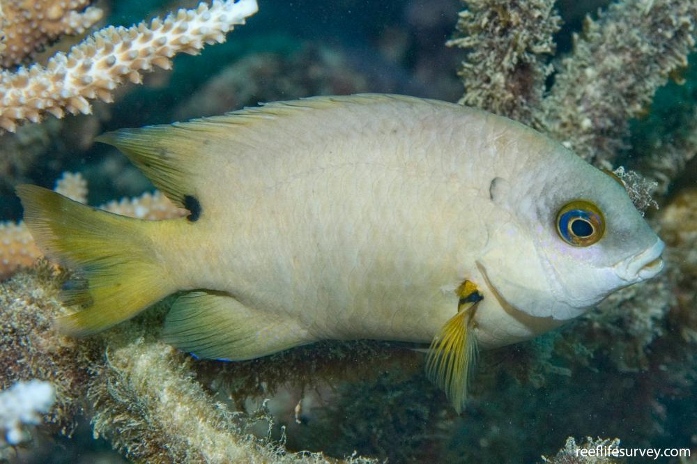 Stegastes nigricans