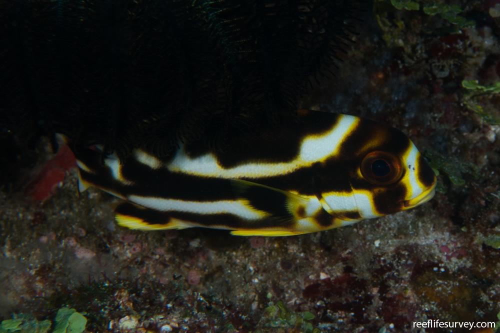 Plectorhinchus vittatus