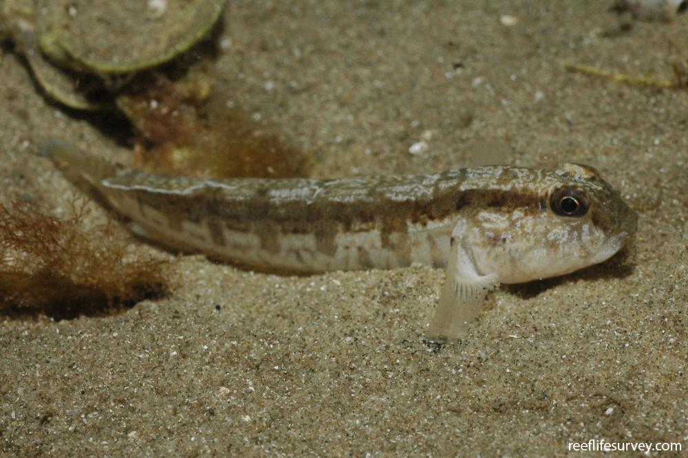 Tasmanogobius gloveri