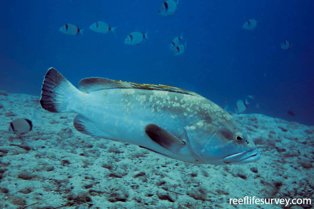 epinephelus-marginatus-dusky-grouper-reeflifesurvey