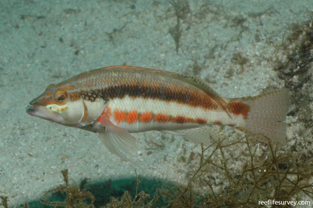 Serranus psittacinus