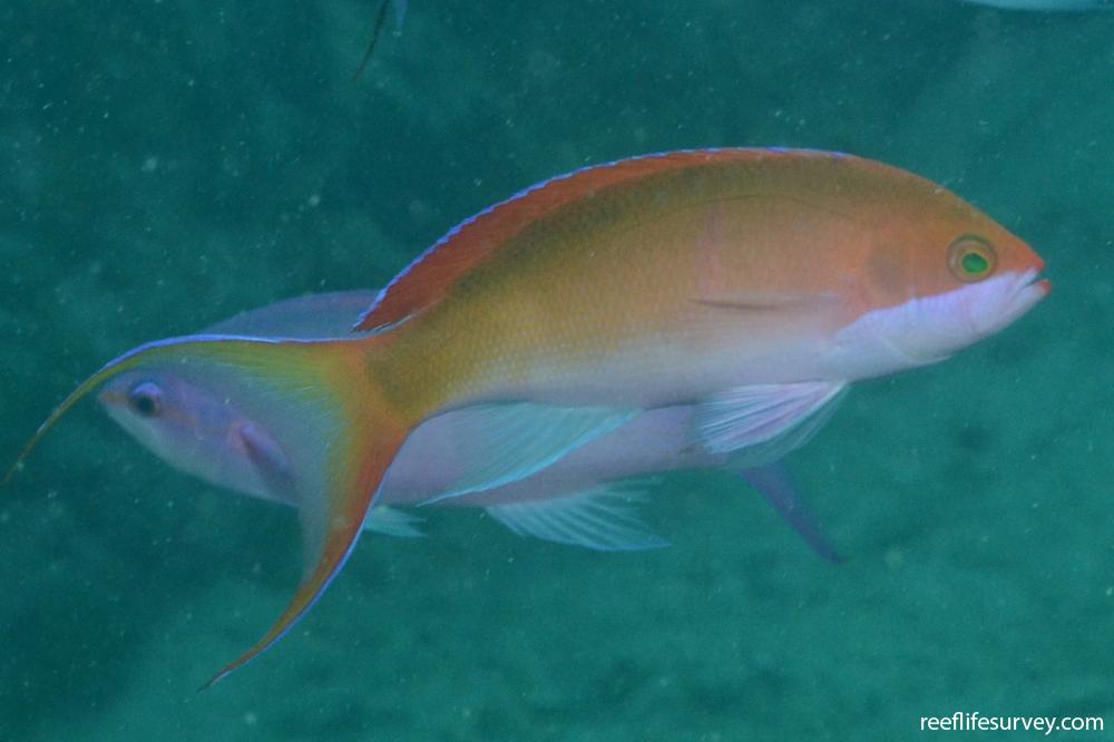 Pseudanthias mooreanus