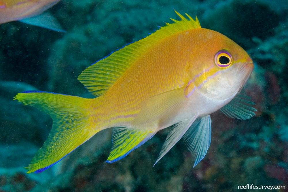 Pseudanthias Pleurotaenia Mirror Basslet Reef Life Survey