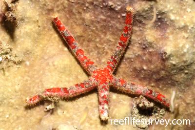 Cistina columbiae [a seastar] Reef Life Survey