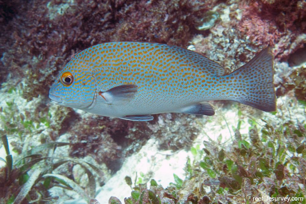 Plectorhinchus flavomaculatus