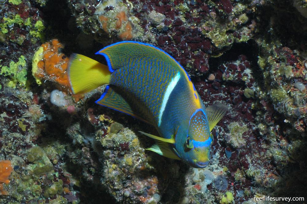 Holacanthus passer