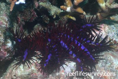 Acanthaster planci