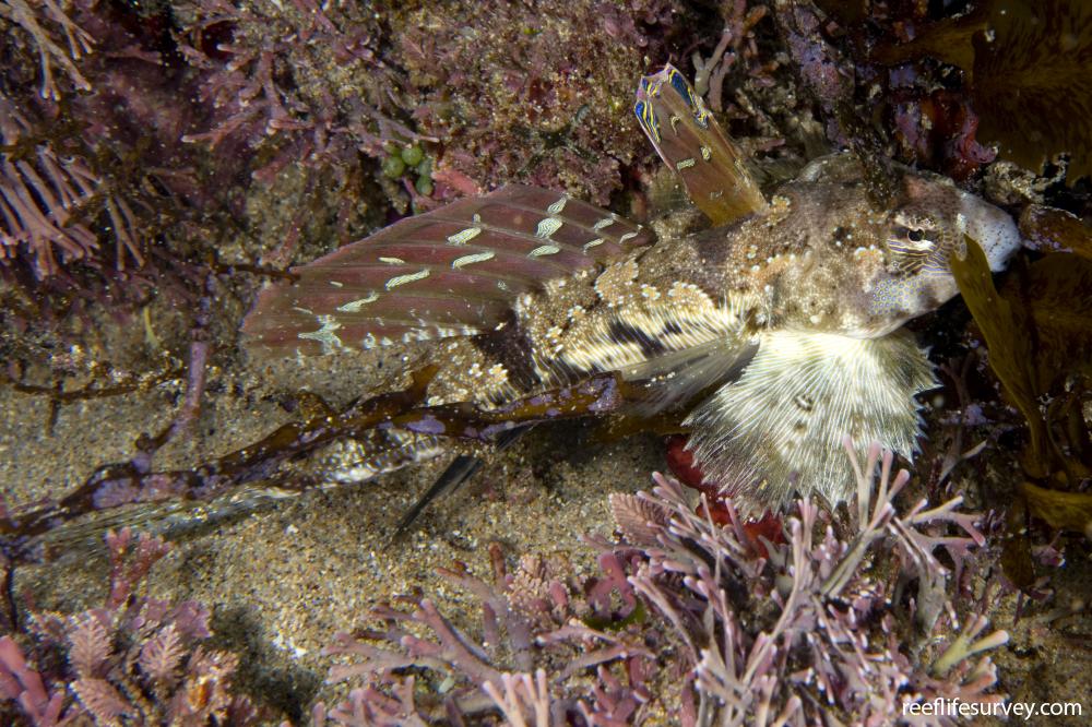 Eocallionymus papilio