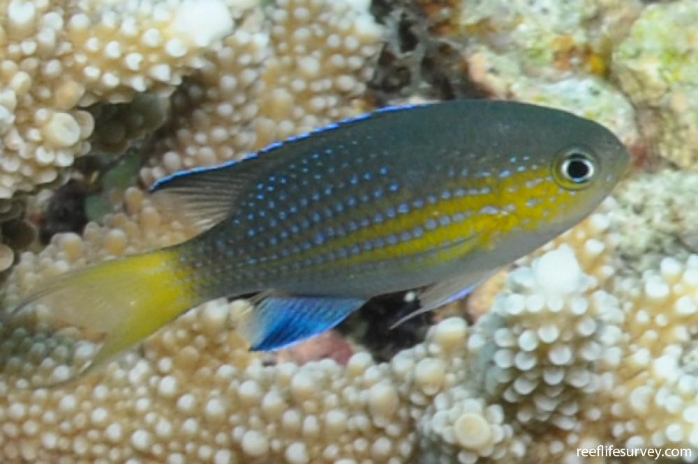 Pycnochromis nigrurus