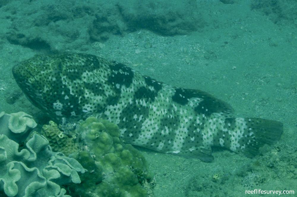 Epinephelus malabaricus