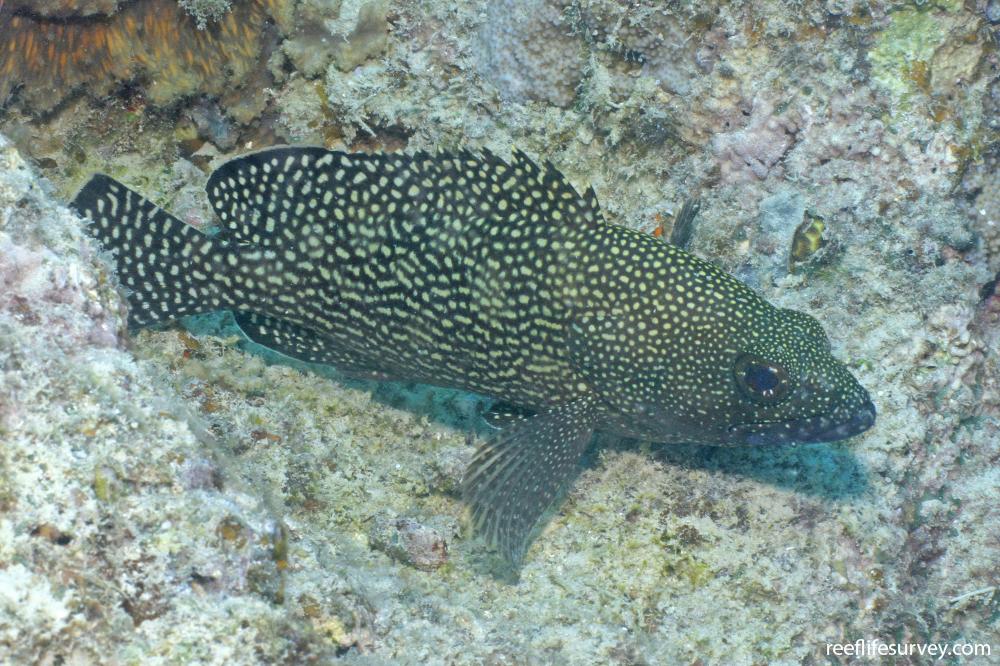 Epinephelus ongus