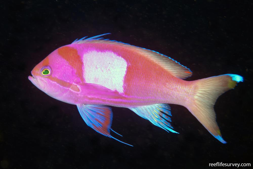 Pseudanthias pleurotaenia