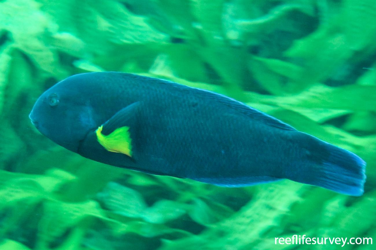 Thalassoma septemfasciatum, Male, Rottnest Is, WA,  Photo: Ben Jones