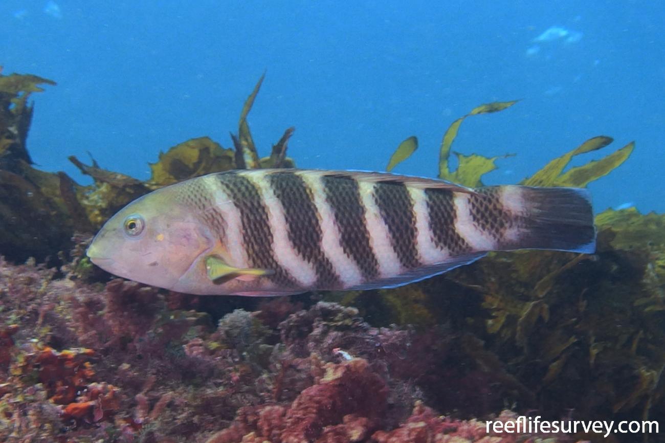 Thalassoma septemfasciatum, Female, Rottnest Is, WA,  Photo: Don Love