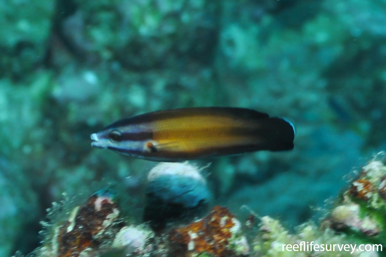 Labropsis australis Southern Tubelip