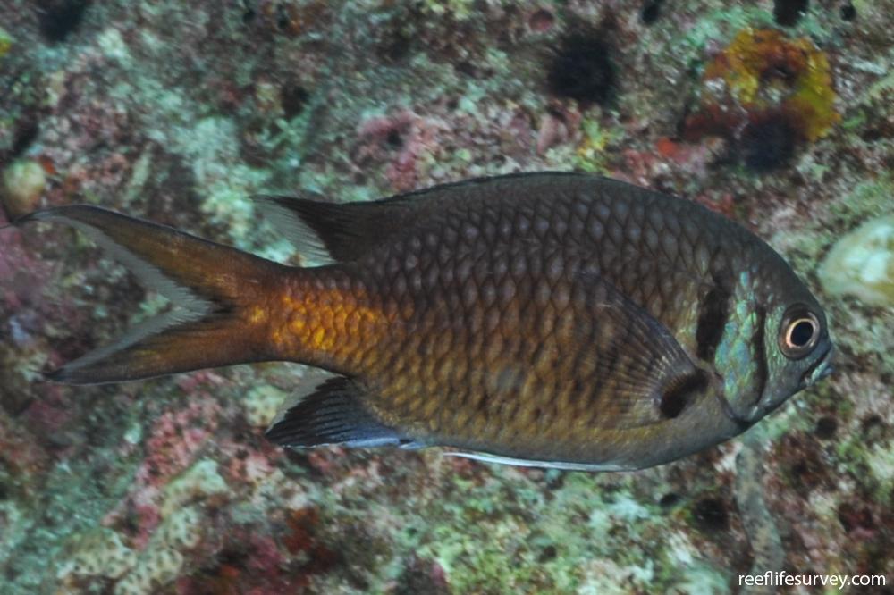 Chromis opercularis