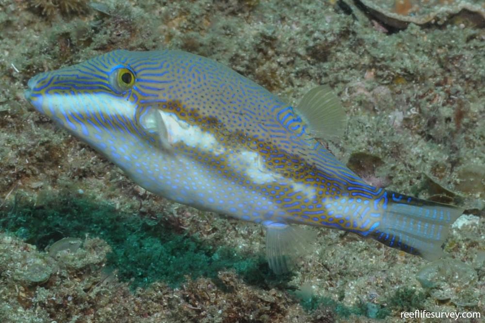 Canthigaster callisterna