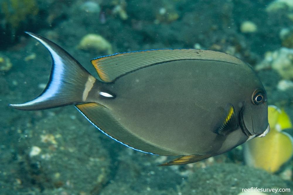 Acanthurus leucocheilus