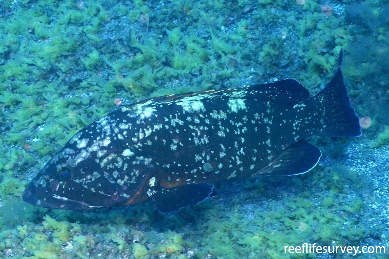 Epinephelus marginatus Dusky Grouper