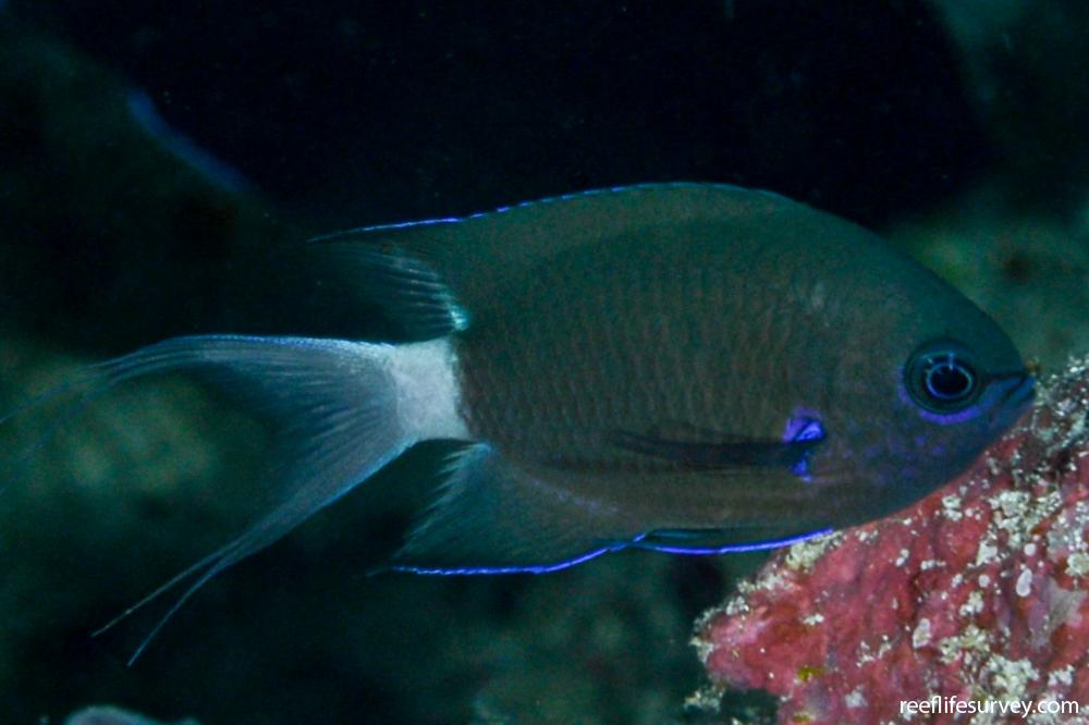 Pycnochromis caudalis