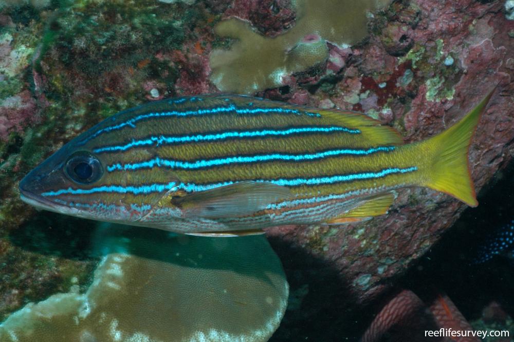 Lutjanus viridis - Blue and gold snapper | Reef Life Survey