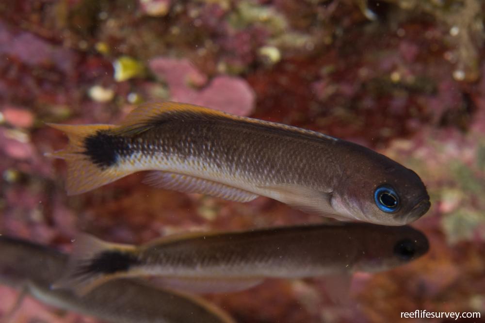 Trachinops caudimaculatus