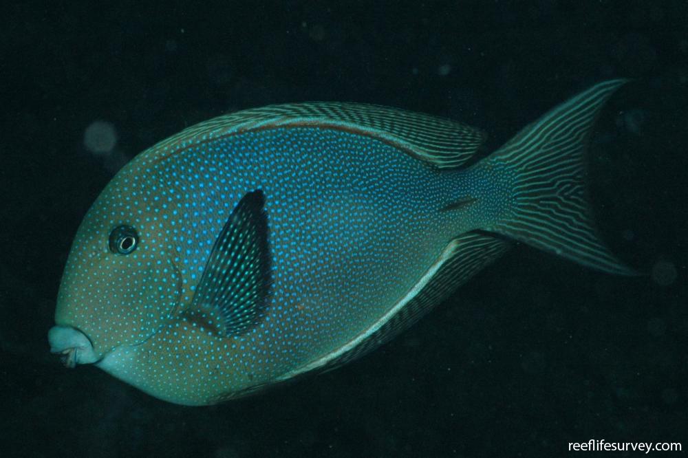 Ctenochaetus marginatus