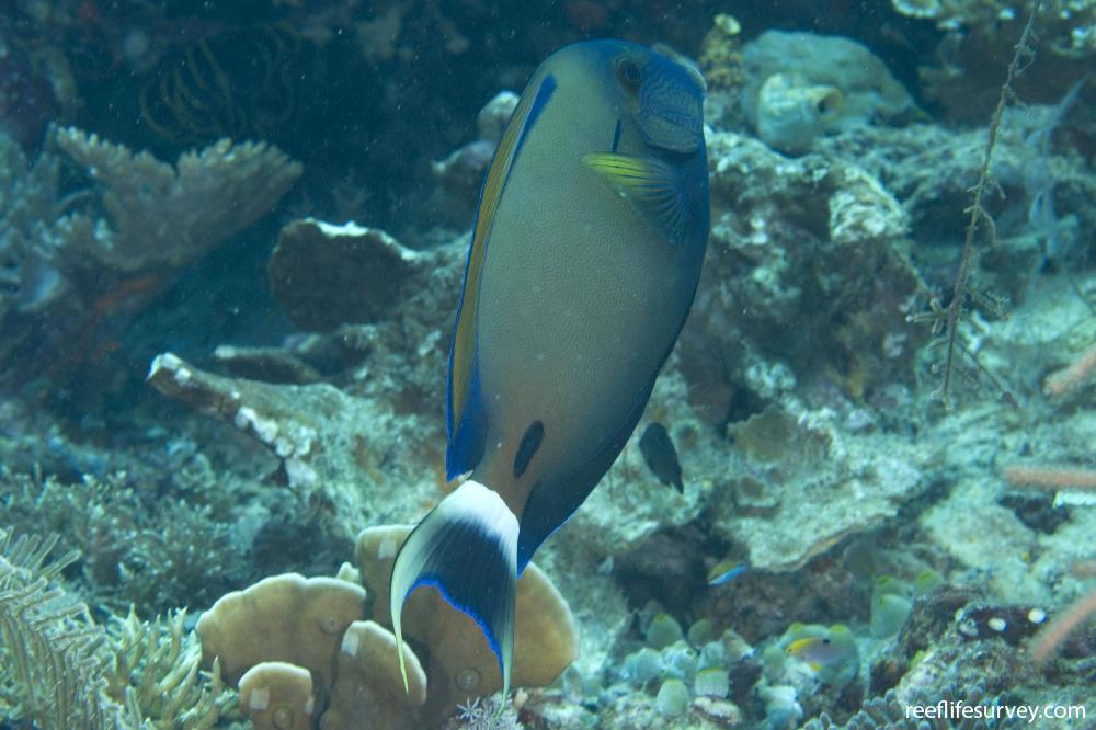 Acanthurus fowleri