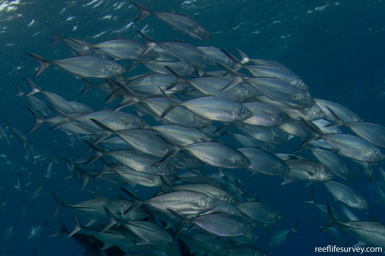 Alepes vari Herring Scad