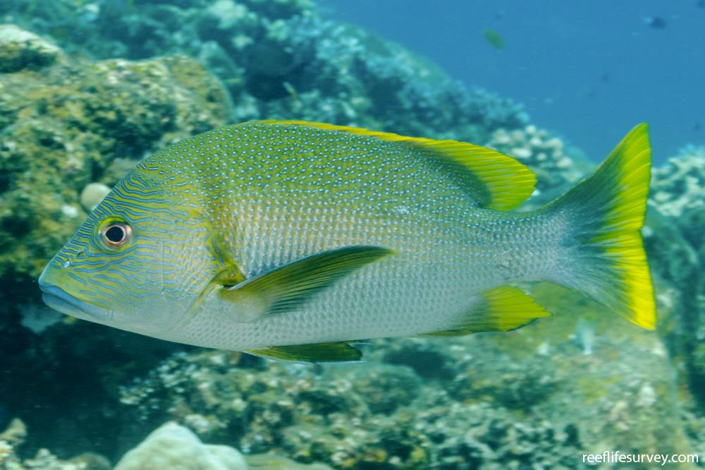 Lutjanus rivulatus