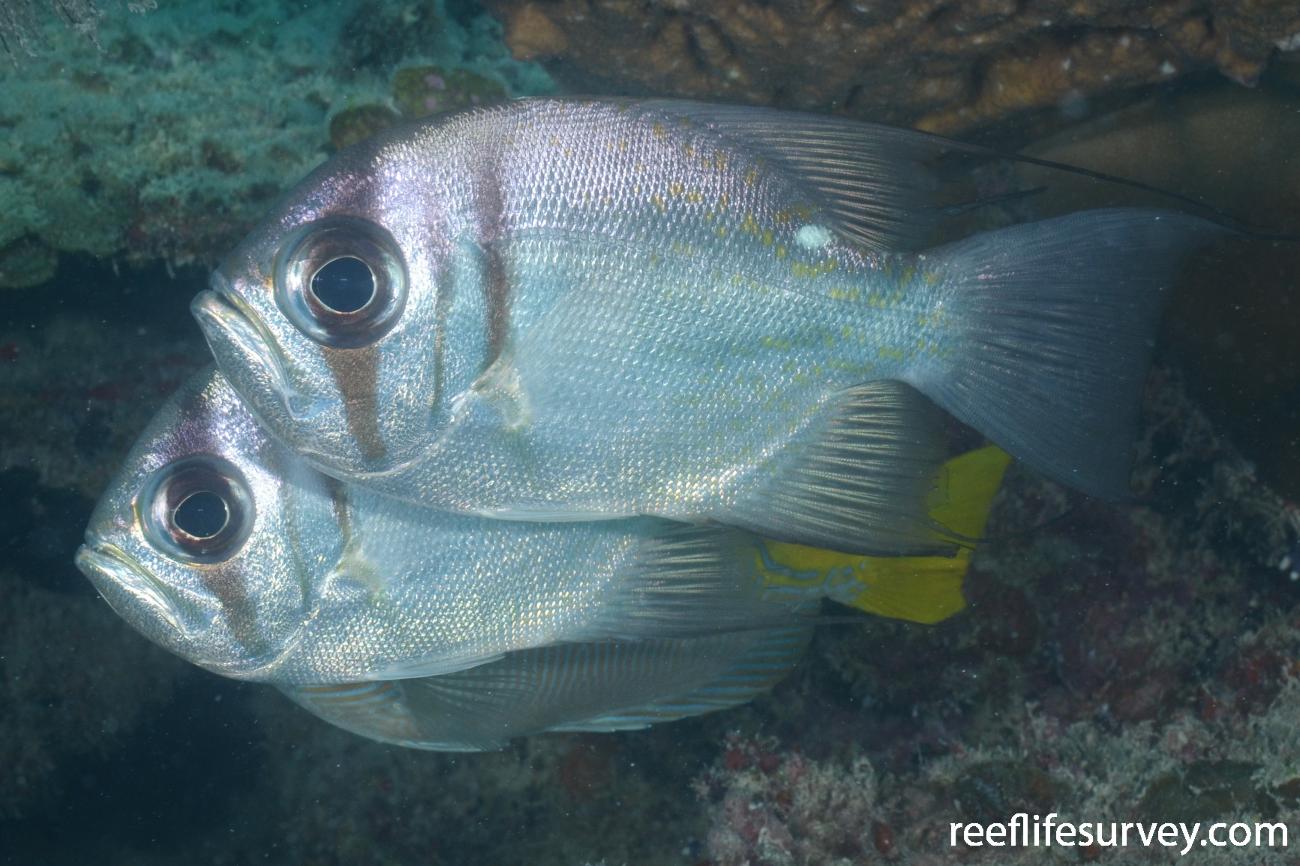 Glaucosoma magnificum Threadfin Pearl Perch
