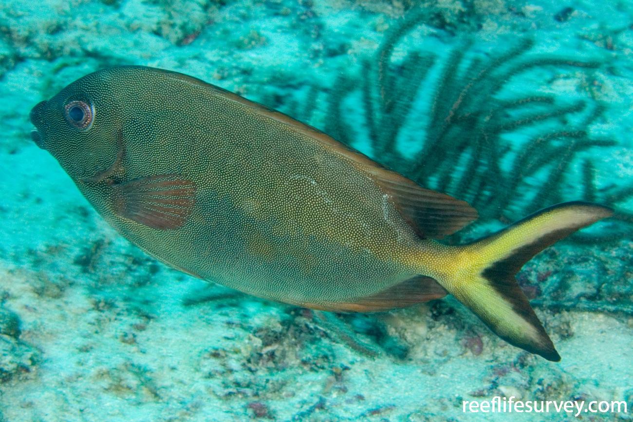 Siganus punctatissimus Finespotted Rabbitfish