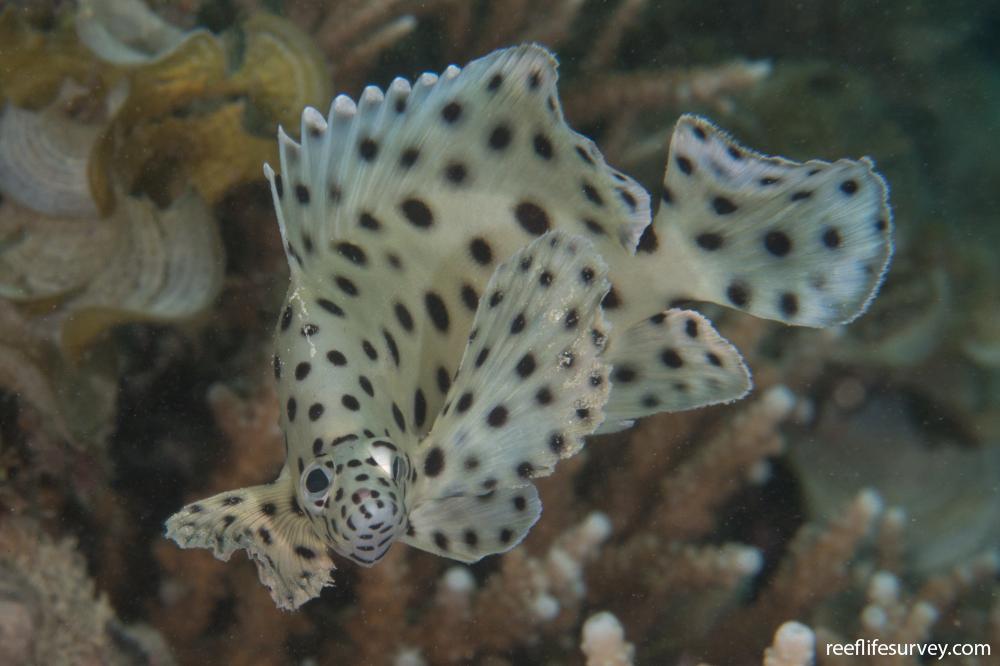 Panther Grouper (Cromileptes altivelis) Species Profile