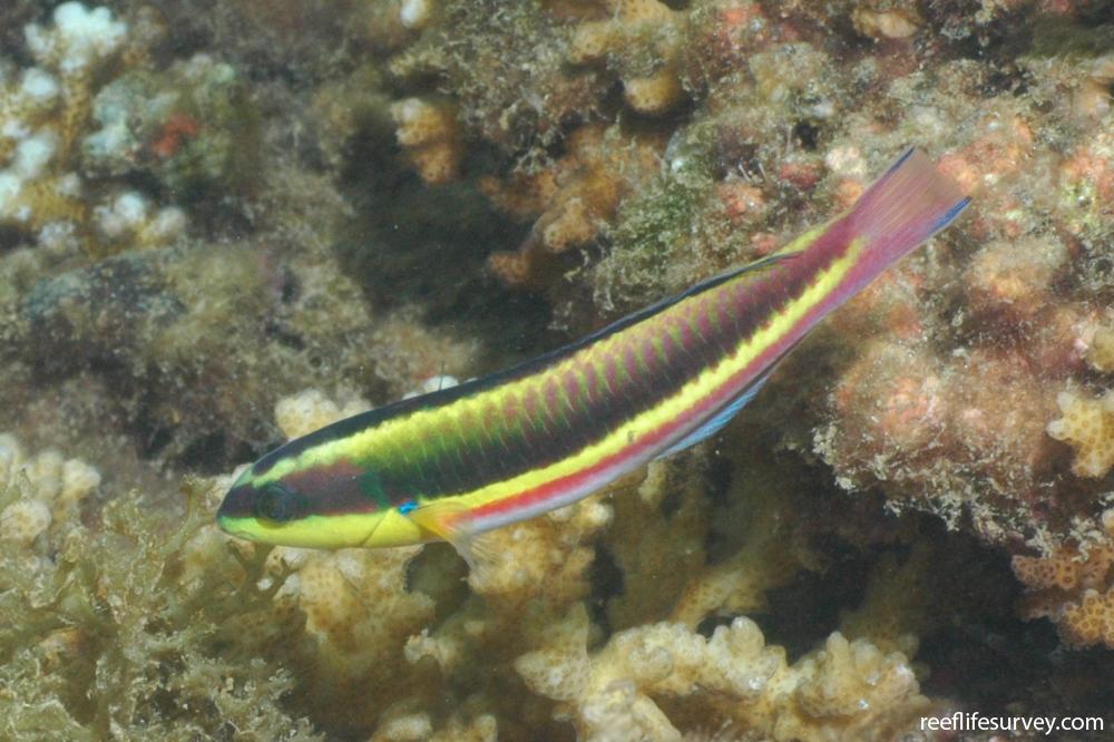 Thalassoma lucasanum