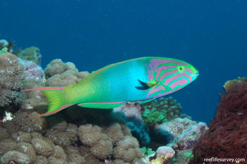 Thalassoma lutescens