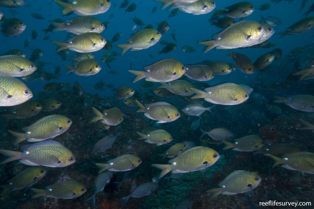 Chromis hypsilepis