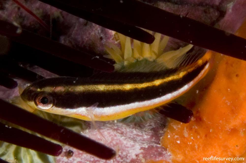 Thalassoma amblycephalum