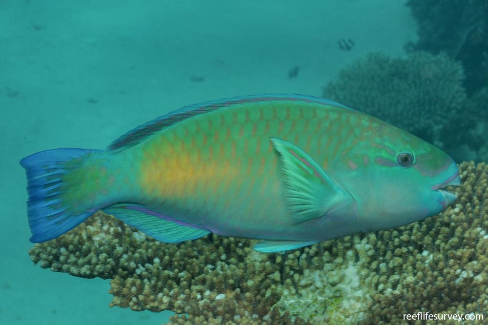 Chlorurus sordidus