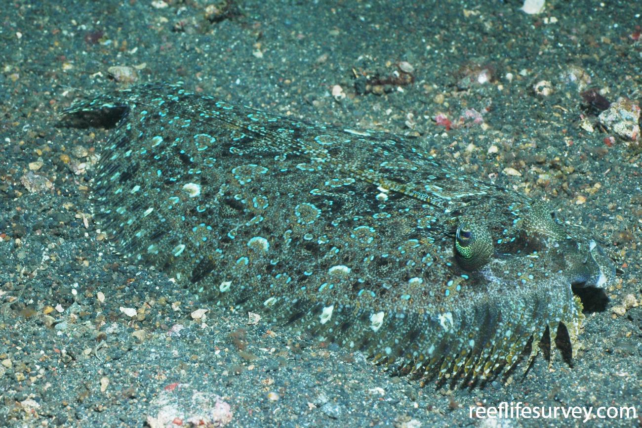Bothus pantherinus Leopard Flounder