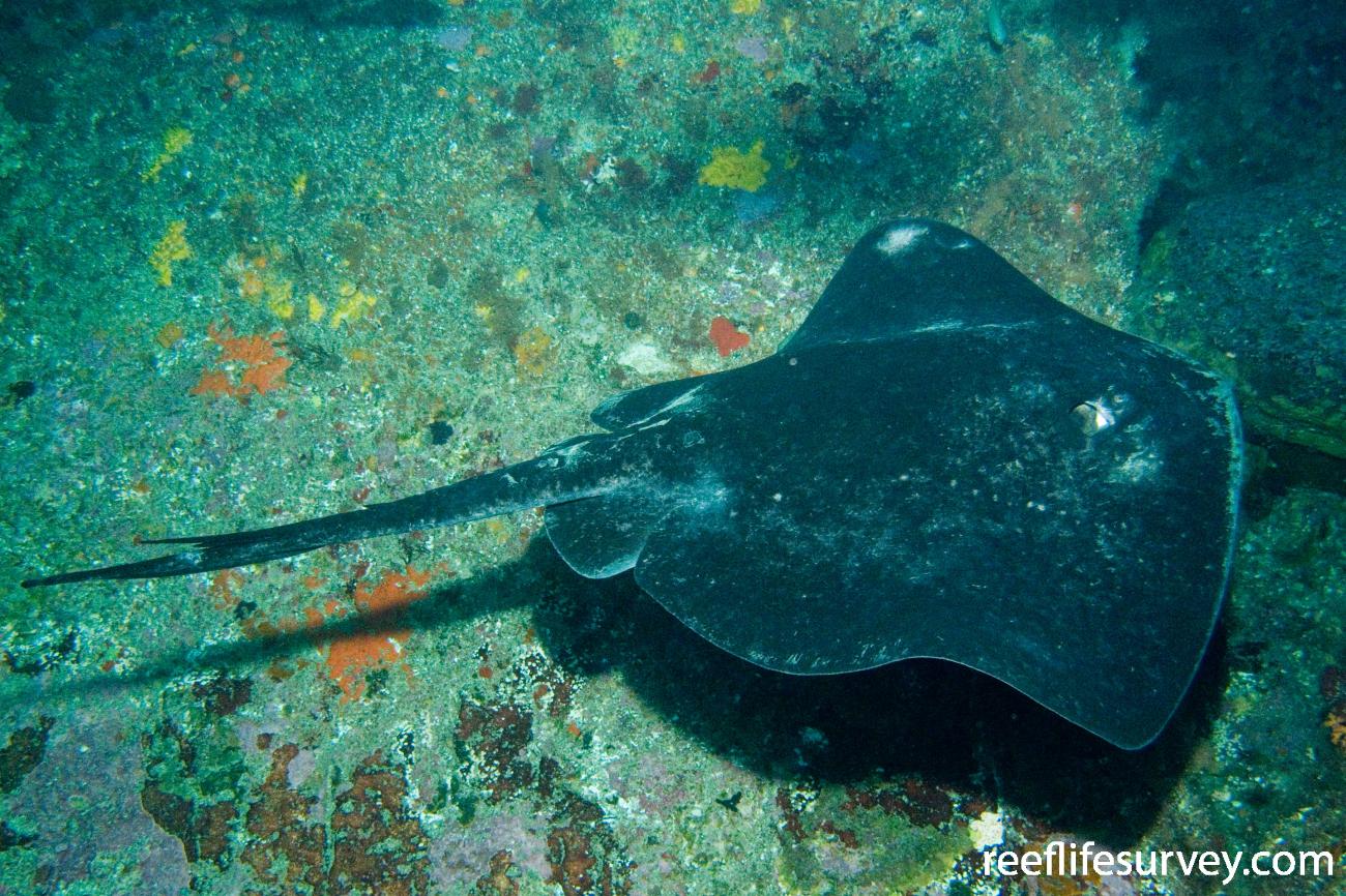 Smooth Ray Bathytoshia brevicaudata - Smooth Stingray | ReefLifeSurvey.com