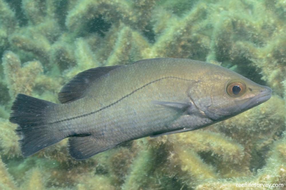 Pacific Monkeyfish, Erosa erosa (Langsdorf, 1829) - The Australian