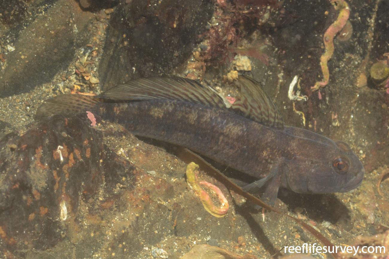 Gobius niger Black Goby