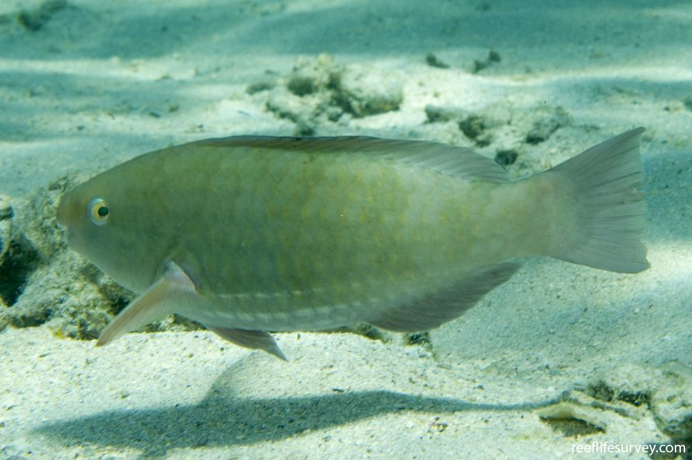 Scarus rivulatus