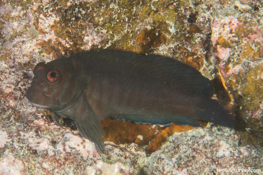 Cirripectes castaneus