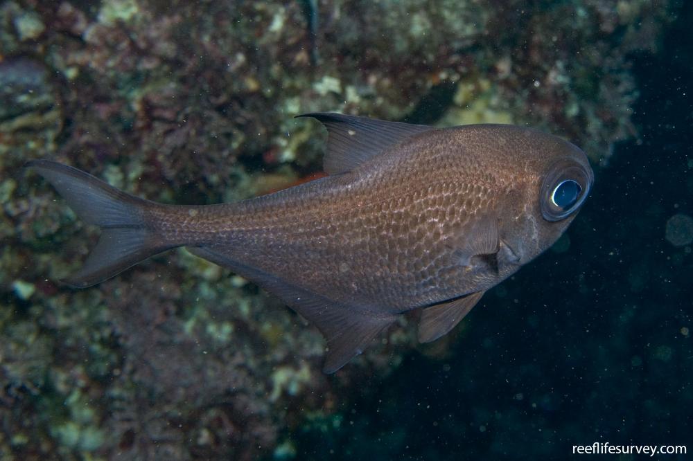 Pempheris multiradiata