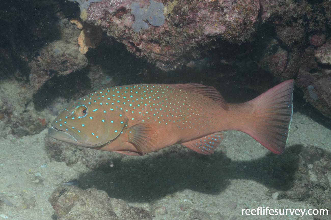 Plectropomus maculatus Barcheeked Coral Trout